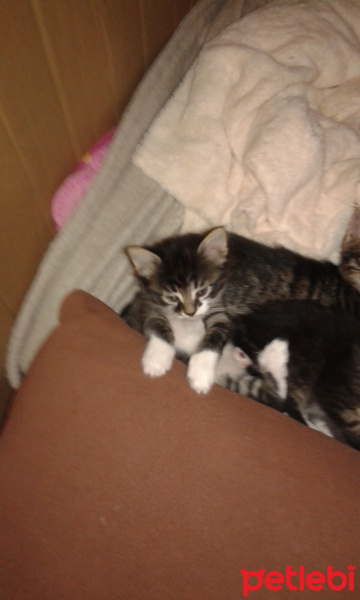 Tekir Kedi, Kedi  Bebek fotoğrafı