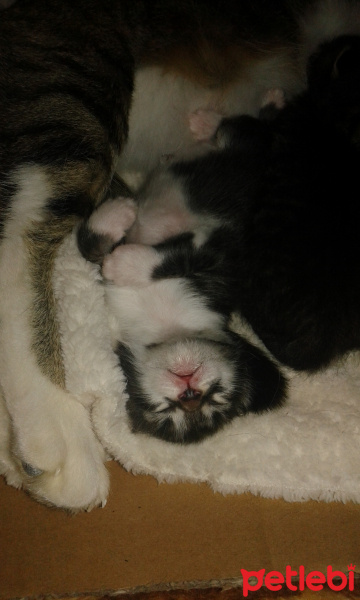 Tekir Kedi, Kedi  Bebek fotoğrafı
