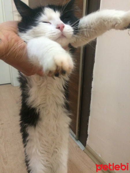 İran Kedisi (Persian), Kedi  Canaqa fotoğrafı