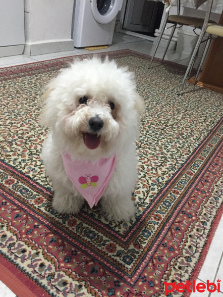 Maltese, Köpek  Fındık fotoğrafı