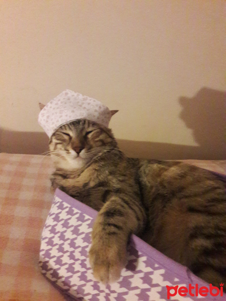 Tekir Kedi, Kedi  Ceviz fotoğrafı
