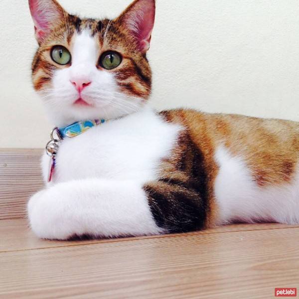 Tekir Kedi, Kedi  Paşa fotoğrafı