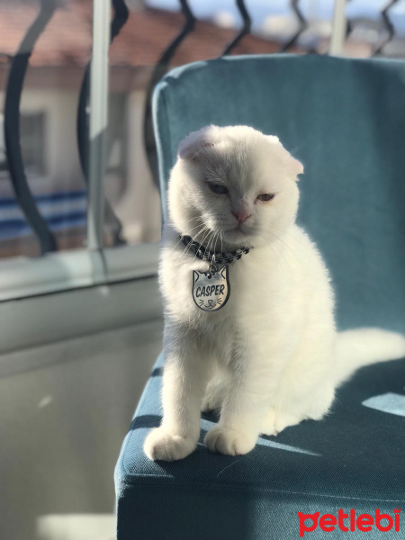Scottish Fold, Kedi  Casper fotoğrafı