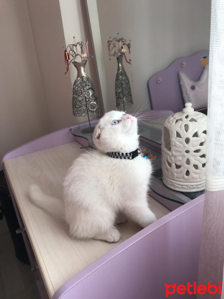 Scottish Fold, Kedi  Casper fotoğrafı