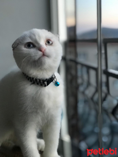 Scottish Fold, Kedi  Casper fotoğrafı