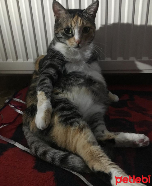 Tekir Kedi, Kedi  Cazibe fotoğrafı
