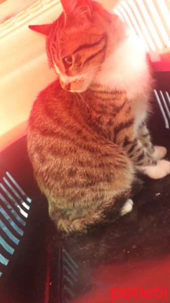 American Shorthair, Kedi  Boncuk fotoğrafı