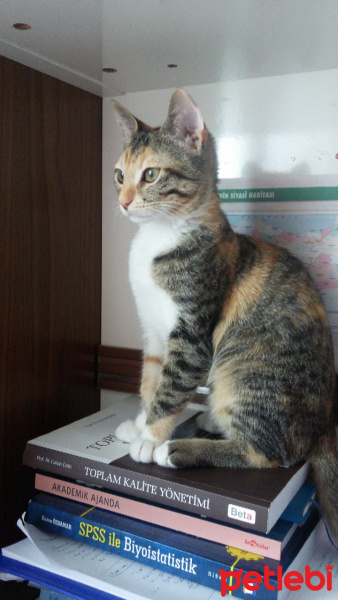 Sarman, Kedi  Bade fotoğrafı