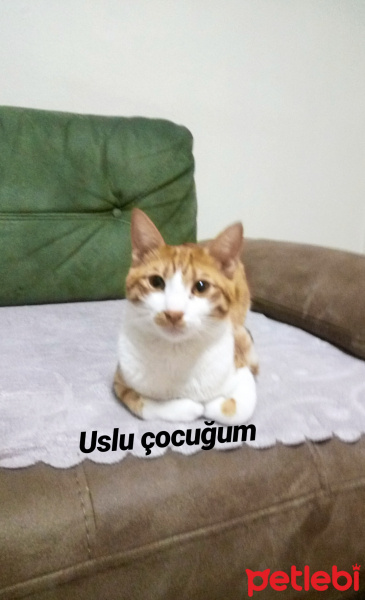 Sarman, Kedi  Limon fotoğrafı