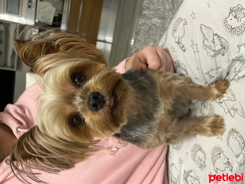 Yorkshire Terrier, Köpek  Timo fotoğrafı