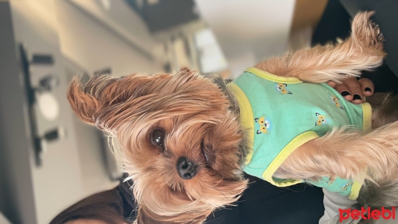 Yorkshire Terrier, Köpek  Timo fotoğrafı