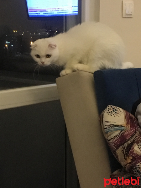 Scottish Fold, Kedi  Lina fotoğrafı