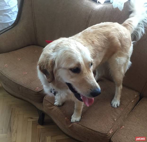 Golden Retriever, Köpek  EZo fotoğrafı