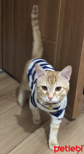 Sarman, Kedi  Leo fotoğrafı