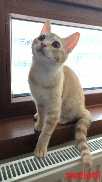 Sarman, Kedi  Leo fotoğrafı