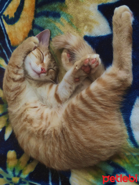 Sarman, Kedi  Leo fotoğrafı