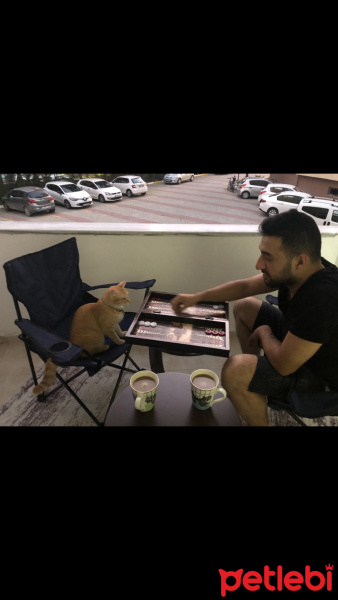 Sarman, Kedi  Leo fotoğrafı