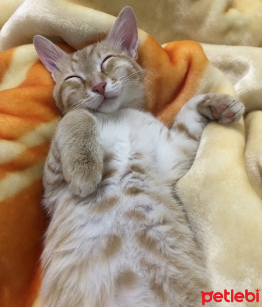 Sarman, Kedi  Leo fotoğrafı