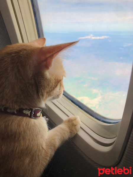 Sarman, Kedi  Leo fotoğrafı