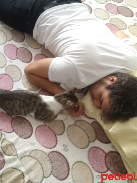 Tekir Kedi, Kedi  Bacaksız fotoğrafı
