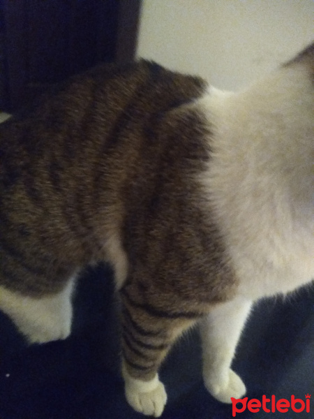 Tekir Kedi, Kedi  Bacaksız fotoğrafı