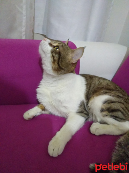 Tekir Kedi, Kedi  Bacaksız fotoğrafı