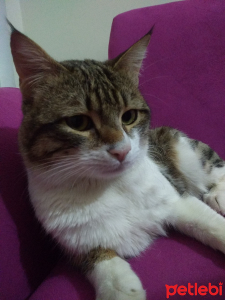 Tekir Kedi, Kedi  Bacaksız fotoğrafı