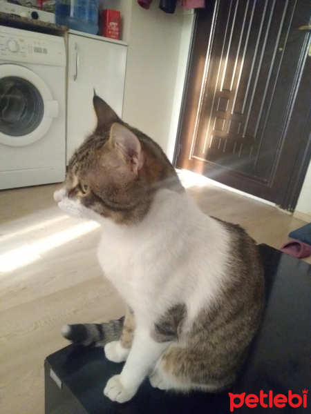 Tekir Kedi, Kedi  Bacaksız fotoğrafı