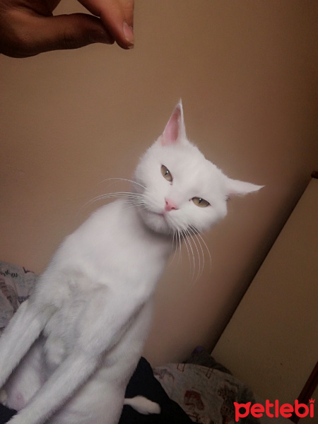 Ankara Kedisi, Kedi  Murphy fotoğrafı
