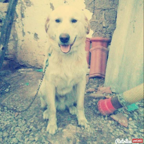 Golden Retriever, Köpek  Oscar fotoğrafı