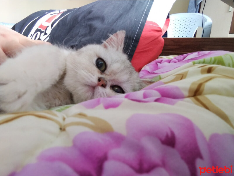 British Shorthair, Kedi  Escobar fotoğrafı