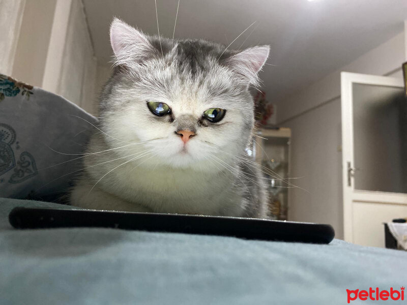 British Shorthair, Kedi  Escobar fotoğrafı