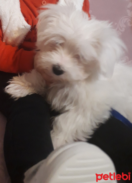 Maltese, Köpek  Prenses fotoğrafı