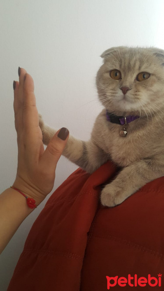 Scottish Fold, Kedi  muffin fotoğrafı
