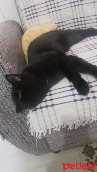 British Shorthair, Kedi  Gece fotoğrafı
