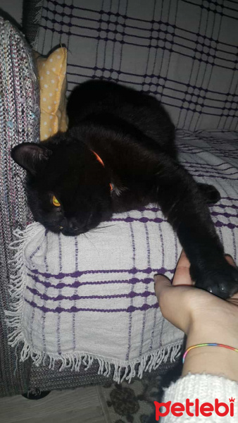 British Shorthair, Kedi  Gece fotoğrafı