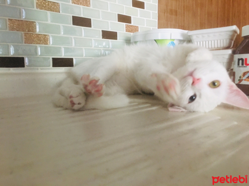 Van Kedisi, Kedi  Müjgan fotoğrafı