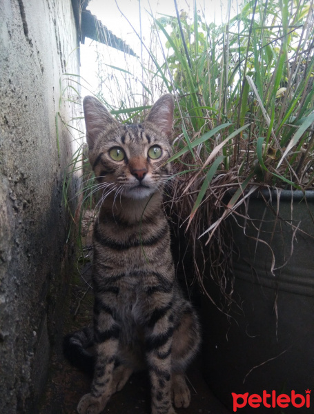 Tekir Kedi, Kedi  Karaoğlan fotoğrafı