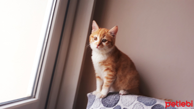 Sarman, Kedi  Mia fotoğrafı
