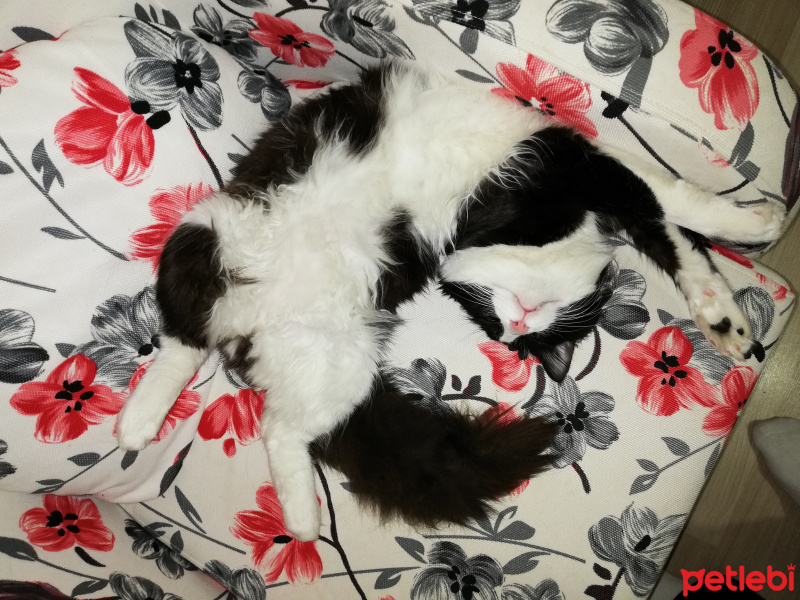 Abyssinian, Kedi  Kedi fotoğrafı