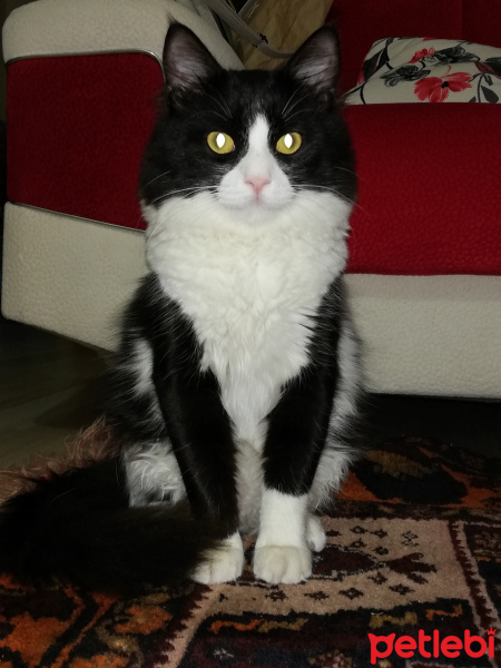 Abyssinian, Kedi  Kedi fotoğrafı