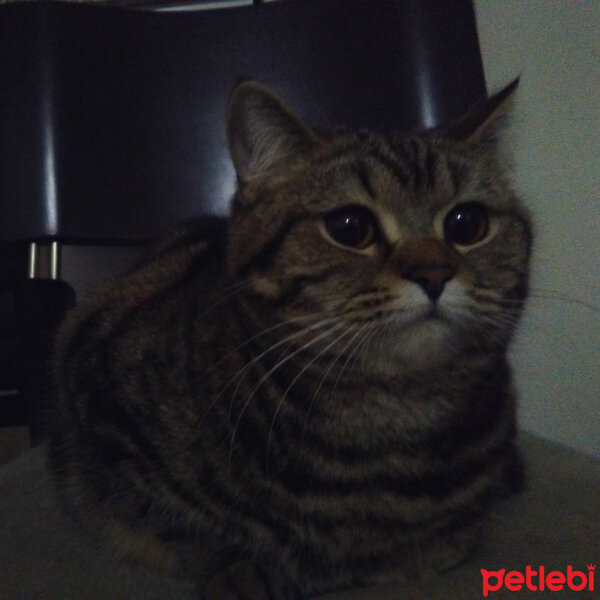 British Shorthair, Kedi  Aşure fotoğrafı