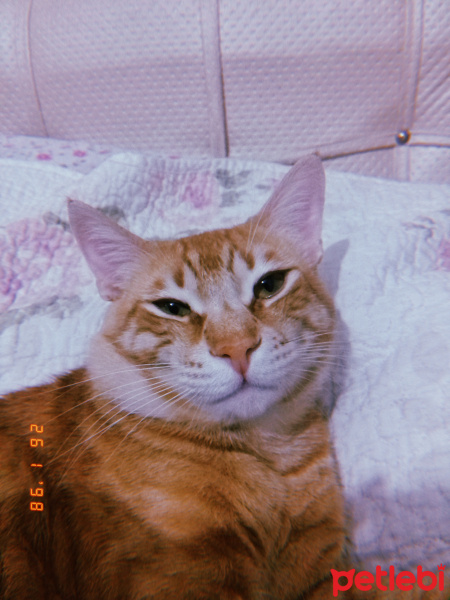 Tekir Kedi, Kedi  Müco fotoğrafı