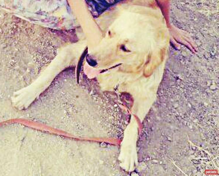 Golden Retriever, Köpek  çakıl fotoğrafı