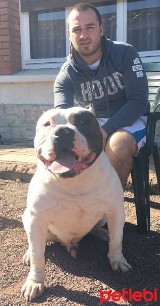 Amerikan Pitbull Terrier, Köpek  Kıral fotoğrafı