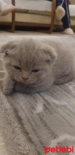 Scottish Fold, Kedi  Bulut fotoğrafı