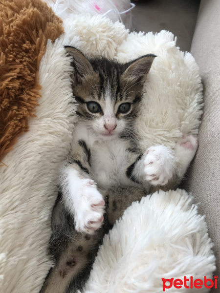 Tekir Kedi, Kedi  Pamuk fotoğrafı