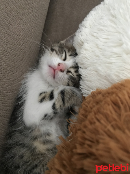 Tekir Kedi, Kedi  Pamuk fotoğrafı
