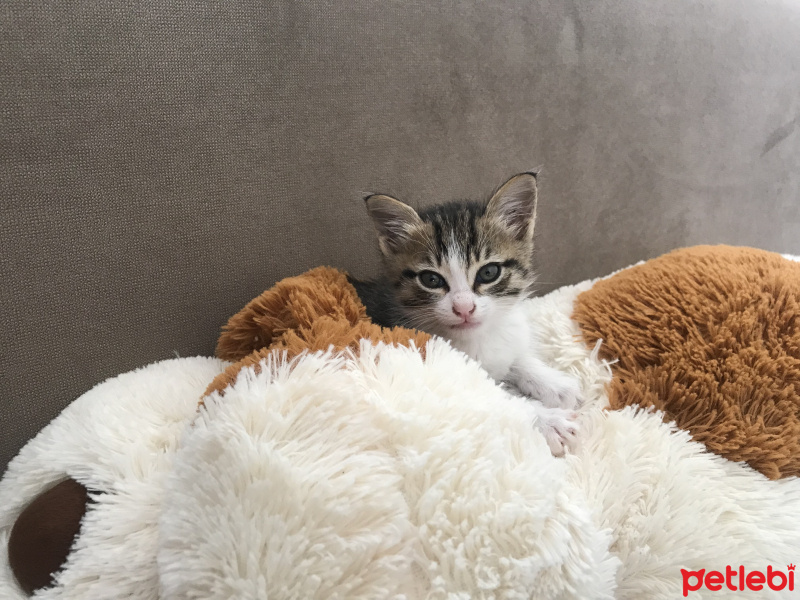 Tekir Kedi, Kedi  Pamuk fotoğrafı