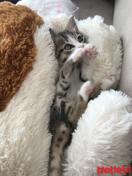 Tekir Kedi, Kedi  Pamuk fotoğrafı